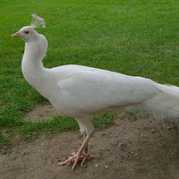 Pavo cristatus - Indian Peafowl