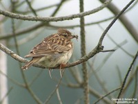 Lullula arborea - Woodlark