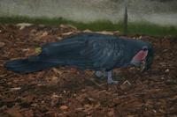 Probosciger aterrimus - Palm Cockatoo