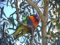 Trichoglossus haematodus - Rainbow Lorikeet