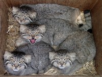 Otocolobus manul - Pallas's Cat