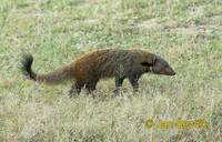Herpestes vitticollis - Striped-necked Mongoose
