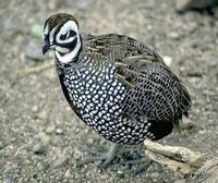 Image of: Cyrtonyx montezumae (Montezuma quail)