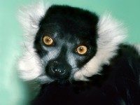 Varecia variegata - Black and white Ruffed Lemur