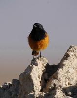 Image of: Phoenicurus ochruros (black redstart)