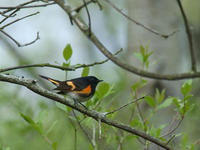 Image of: Setophaga ruticilla (American redstart)