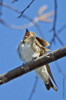 Image of: Stelgidopteryx serripennis (northern rough-winged swallow)