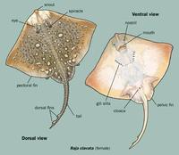 Image of: Raja clavata (thornback ray), Rajidae (rays and skates)