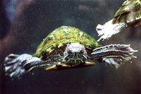 Trachemys scripta - Yellow-bellied Turtle