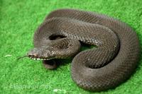 Vipera berus - Adder