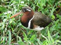 Greater Painted-snipe - Rostratula benghalensis