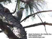 Giant Nuthatch - Sitta magna