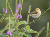 Tennessee Warbler (Vermivora peregrina) photo