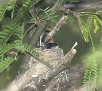 Black-capped Gnatcatcher (Polioptila nigriceps) photo