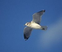 Kamchatka Gull (Larus canus) photo