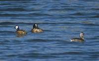 White-tufted Grebe (Rollandia rolland) photo