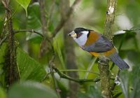 Toucan Barbet (Semnornis ramphastinus) photo