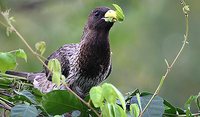 Western Plantain-eater - Crinifer piscator