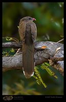 Sirkeer Malkoha - Phaenicophaeus leschenaultii