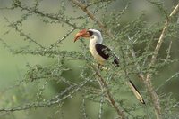 Von der Decken's Hornbill - Tockus deckeni