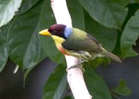 Lemon-throated Barbet - Eubucco richardsoni