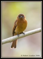 Cinnamon Flycatcher - Pyrrhomyias cinnamomea