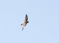 Southern Rough-winged Swallow - Stelgidopteryx ruficollis