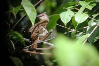 Puff-backed Bulbul - Pycnonotus eutilotus