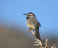 Cactus Wren - Campylorhynchus brunneicapillus