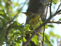 Icterine Warbler - Hippolais icterina