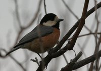 Varied Tit - Sittiparus varius