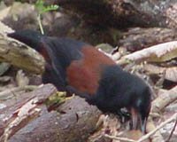 Saddleback - Philesturnus carunculatus