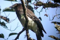 Brown Jay - Cyanocorax morio