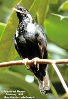 Sulawesi Myna - Basilornis celebensis