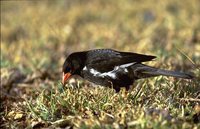 Red-billed Buffalo-Weaver - Bubalornis niger