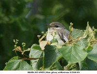 Warbling Vireo - Vireo gilvus