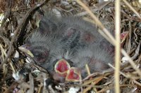 House Finch - Carpodacus mexicanus