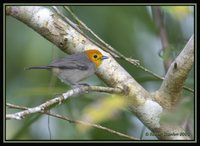 Orange-headed Tanager - Thlypopsis sordida