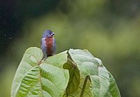 Chestnut-bellied Seedeater - Sporophila castaneiventris