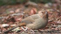 California Towhee - Pipilo crissalis