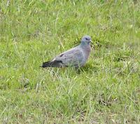 Stock Dove