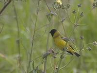 Hooded Siskin (Carduelis magellanica)