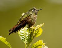 Tyrian metaltail