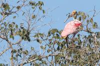 Roseate  spoonbill   -   Ajaja  ajaja   -   Spatola  rosa