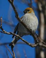 Pine Grosbeak