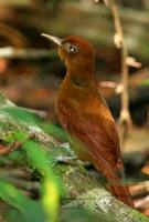 A Ruddy Woodcreeper photographed during a FONT Guatemala tour