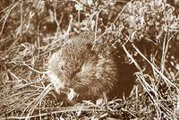 SAGEBRUSH VOLES (Lemmiscus curtatus)