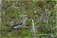 Red-billed Starling