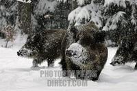 wild boars in Snow Covered winterforest ( Sus scrofa ) stock photo