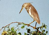 Pond heron